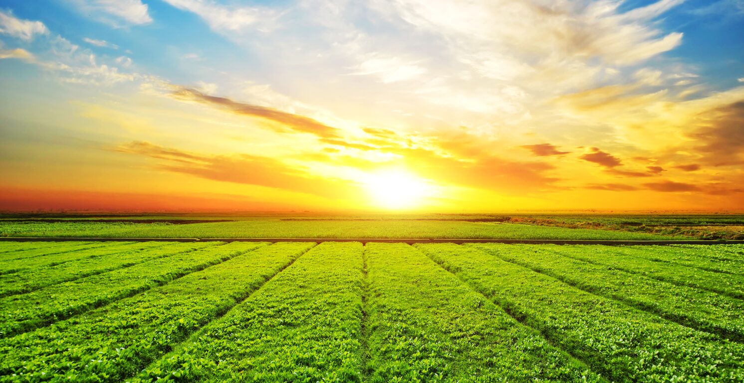 Líder global no agronegócio